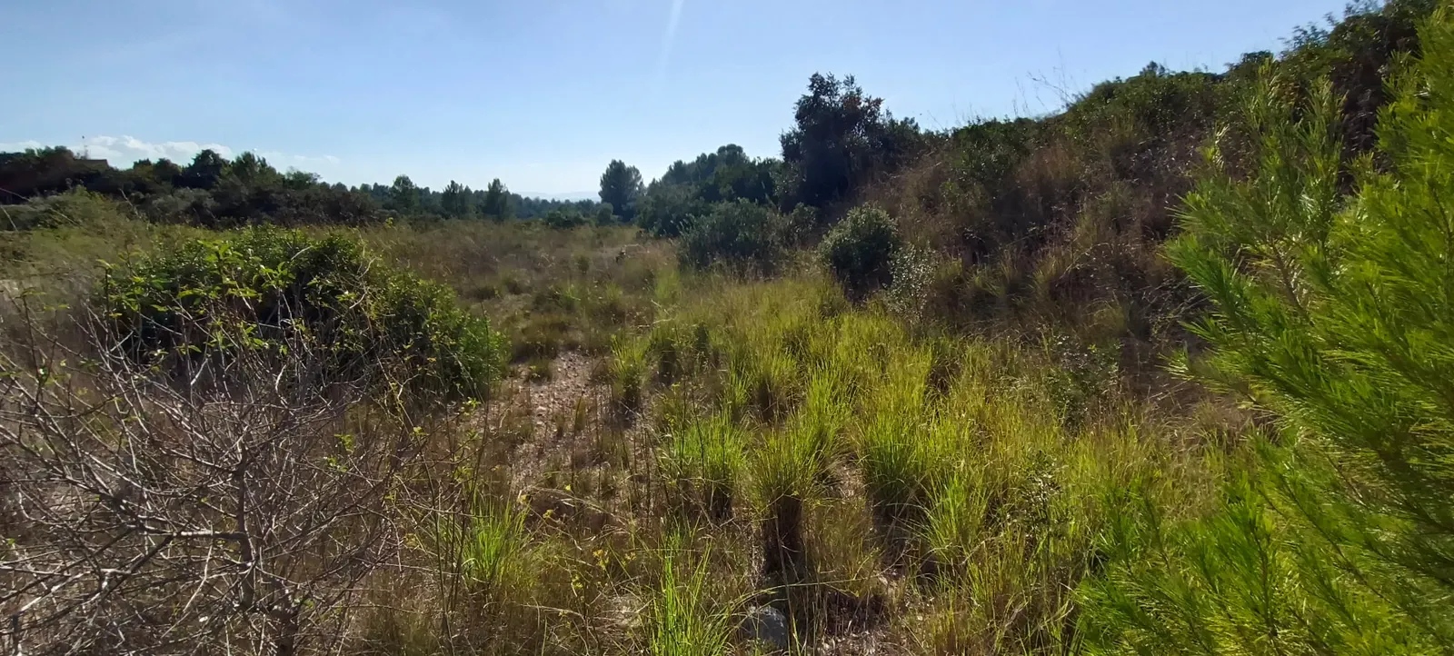 Vaguada cubierta de hierba alta y matorral antes del desbroce