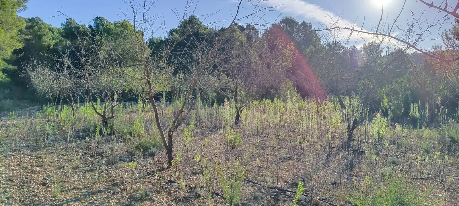 Almendral con matorral y hierba alta antes del desbroce