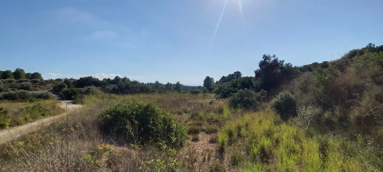 Terreno con matorral y hierba alta junto a un camino antes del desbroce