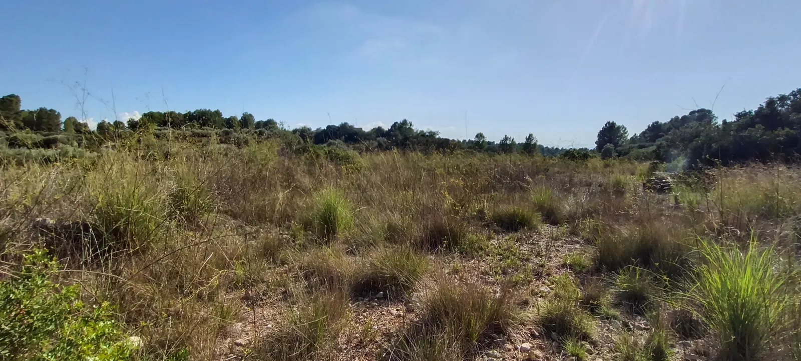 Terreno llano cubierto de hierba alta y seca antes del desbroce