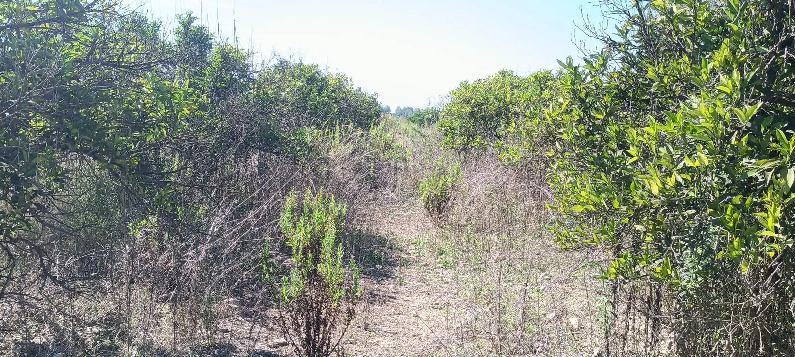 Naranjal con maleza y matorral entre las filas antes del desbroce